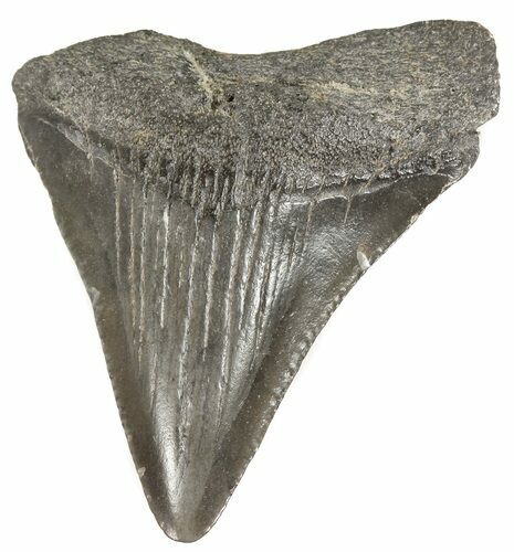 Juvenile Megalodon Tooth - South Carolina #52967